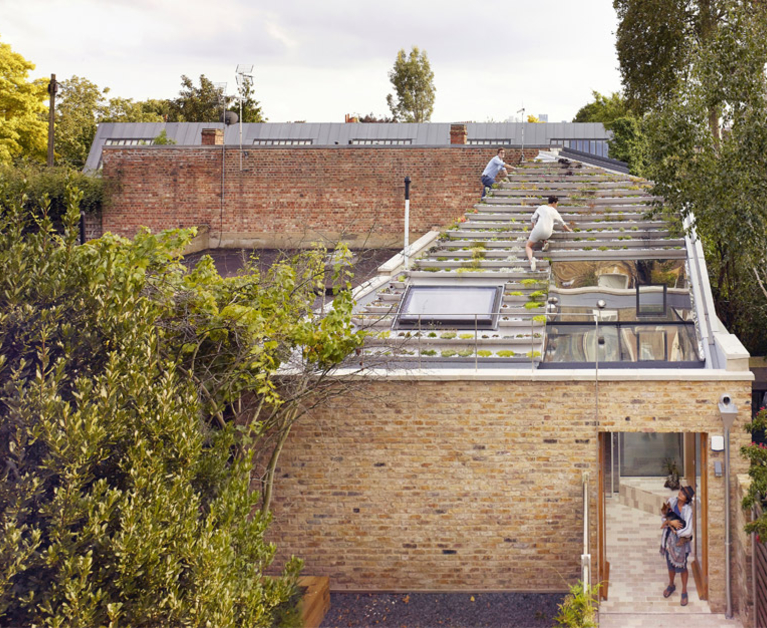 A roof full of plants